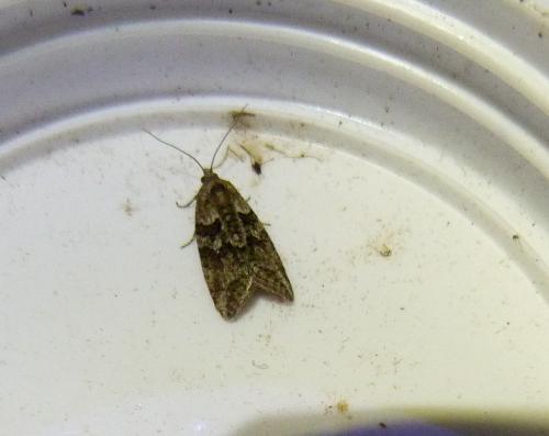 Cnephasia sp.